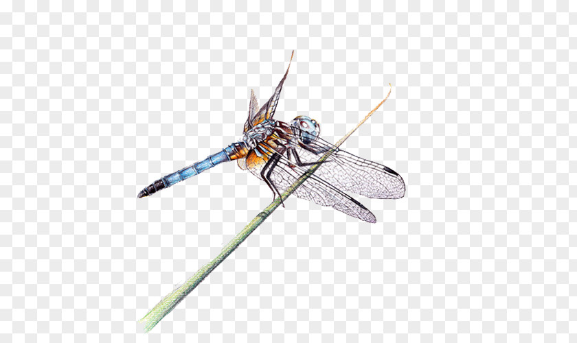 Hand-painted Dragonfly Insect PNG