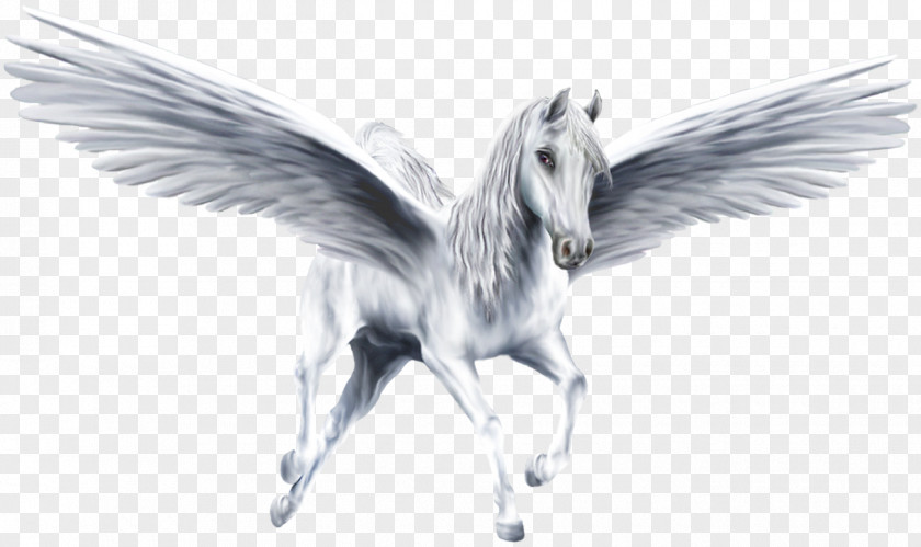 Pegasus Legendary Creature Unicorn PNG