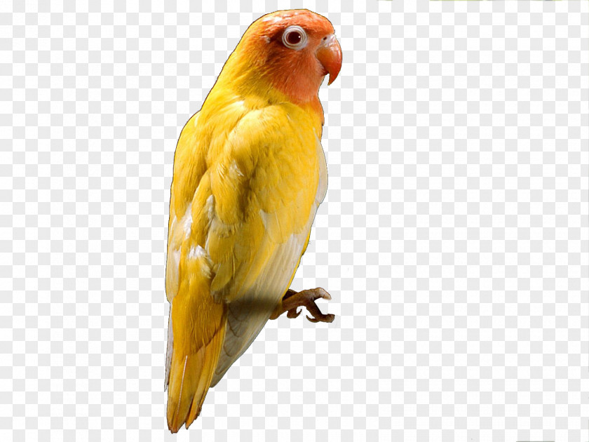 Small Parrot Budgerigar Red-headed Lovebird PNG