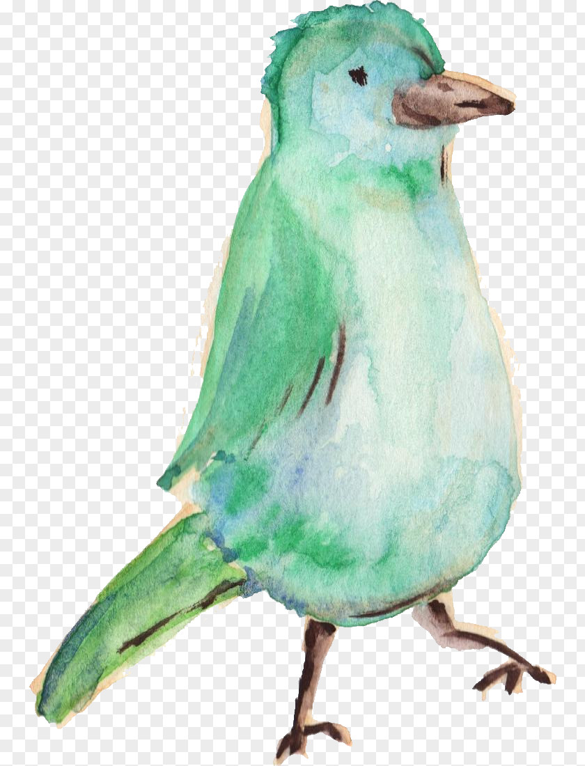Watercolor Animals Hummingbird Parrot Parakeet PNG