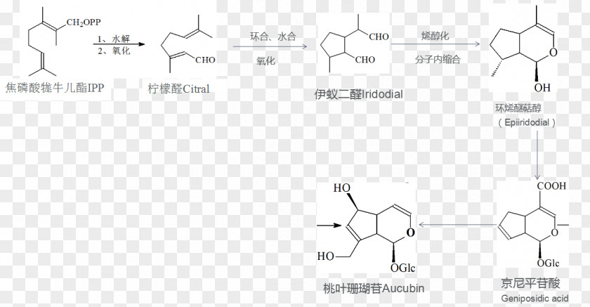 Anabolik Terpene Iridoid Glycoside Biosynthesis Enol Ether PNG