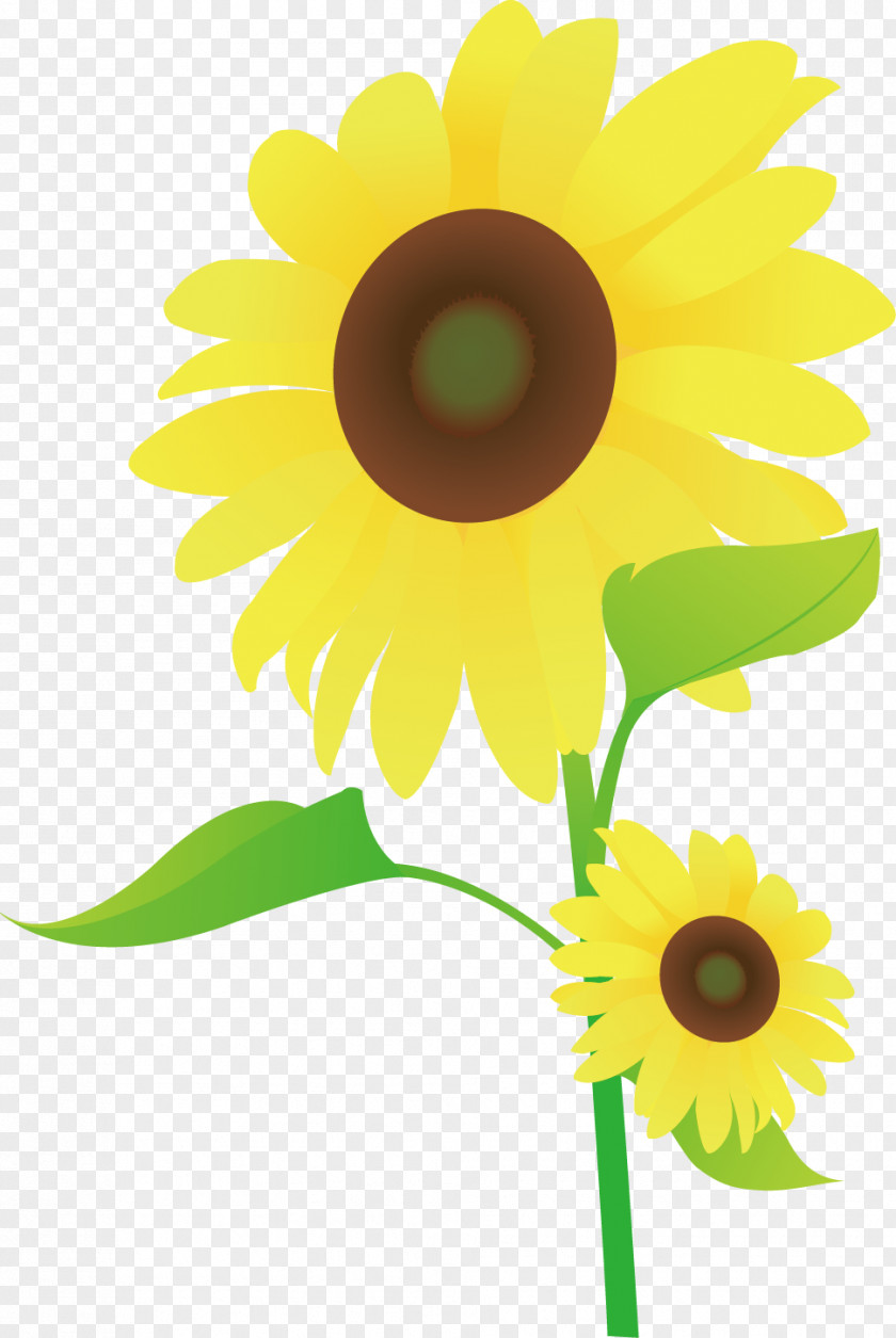 Autumn Life Icon Common Sunflower Drawing Animation Cartoon Dessin Animxe9 PNG