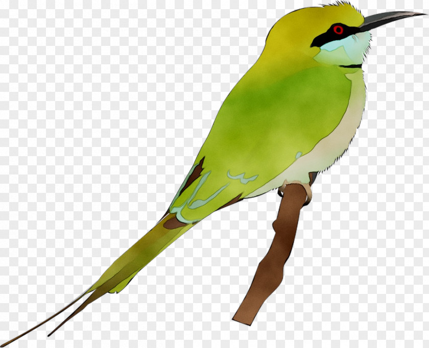 Beak Parakeet Feather Fauna PNG