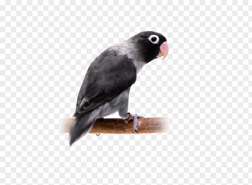 Black Parrot Yellow-collared Lovebird Budgerigar Clip Art PNG