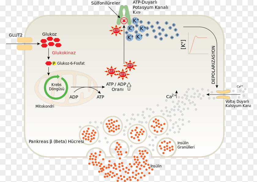 Chemical Synapse Mechanism Beta Cell Insulin Pancreas Sulfonylurea Pancreatic Islets PNG