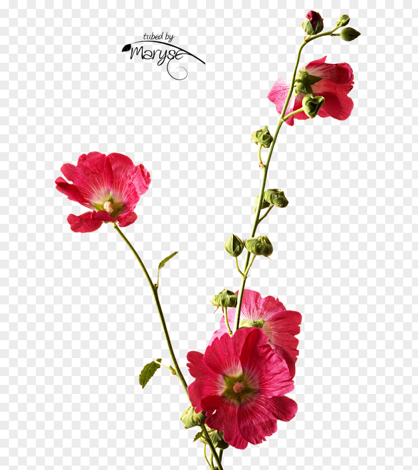 Flower Cut Flowers Floral Design Plant Stem Petal PNG