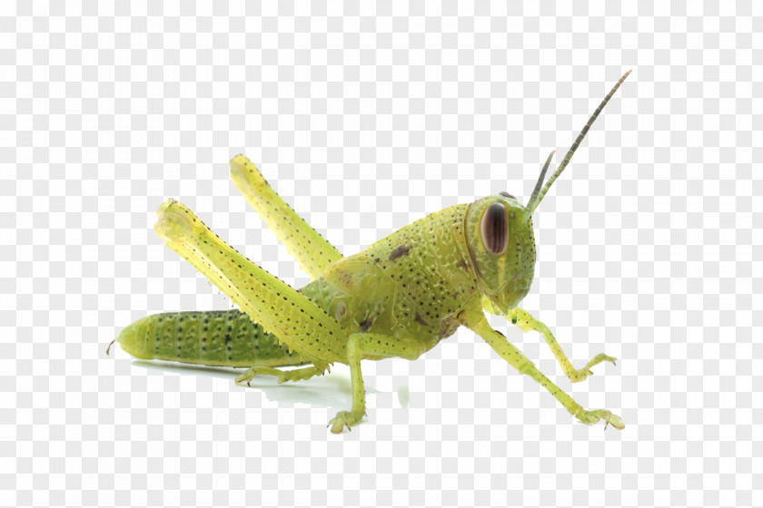 Grasshopper Transparent Image Caelifera Locust Romalea Microptera Insect PNG