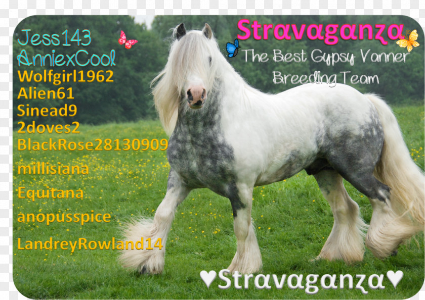 Howrse Gypsy Horse American Paint Foal Stallion Colt PNG