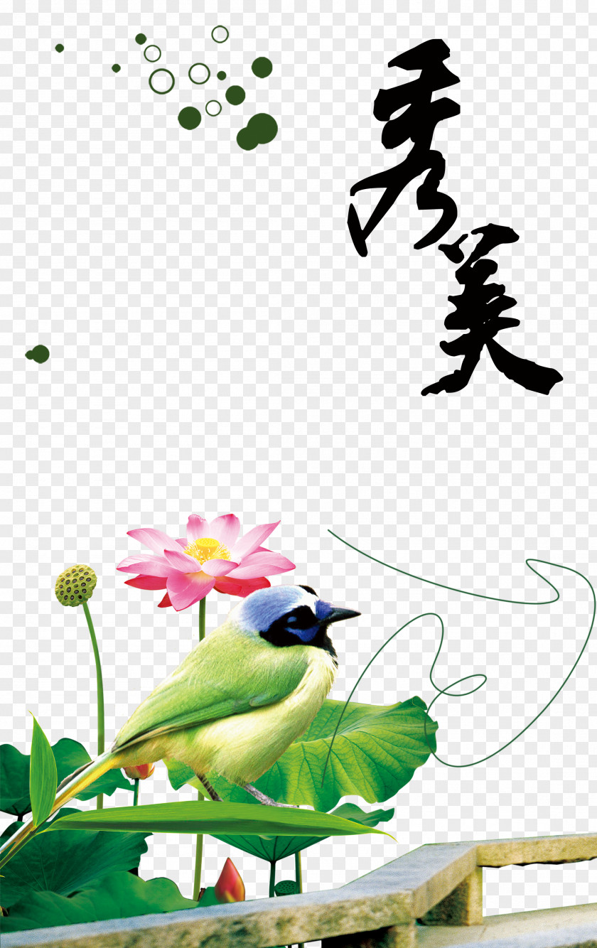 Lotus Chinese Style China Google Images PNG