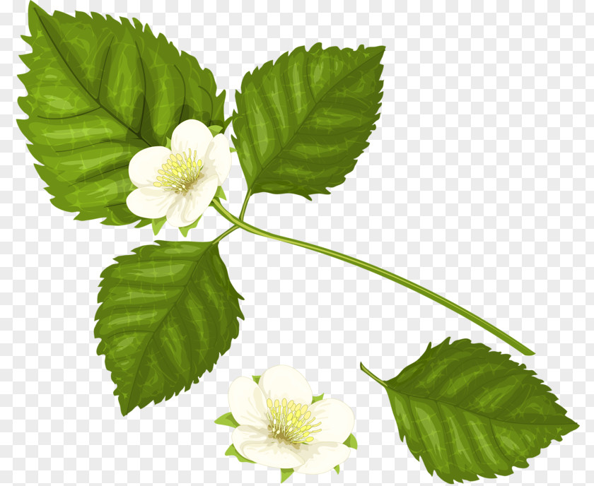 White Strawberry Flowers Raspberry Clip Art PNG