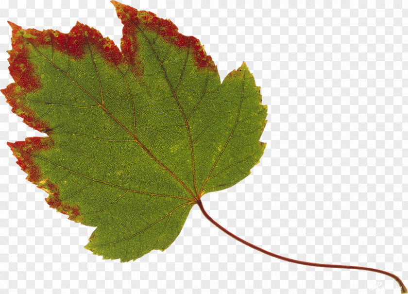 Maple Leaf Autumn Color Red PNG
