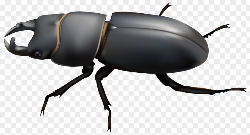 Rhino Dung Beetle Stag Clip Art PNG