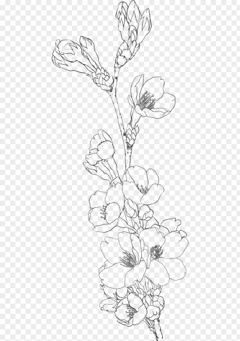 Cherry Blossom Drawing Coloring Book Image Clip Art Line PNG