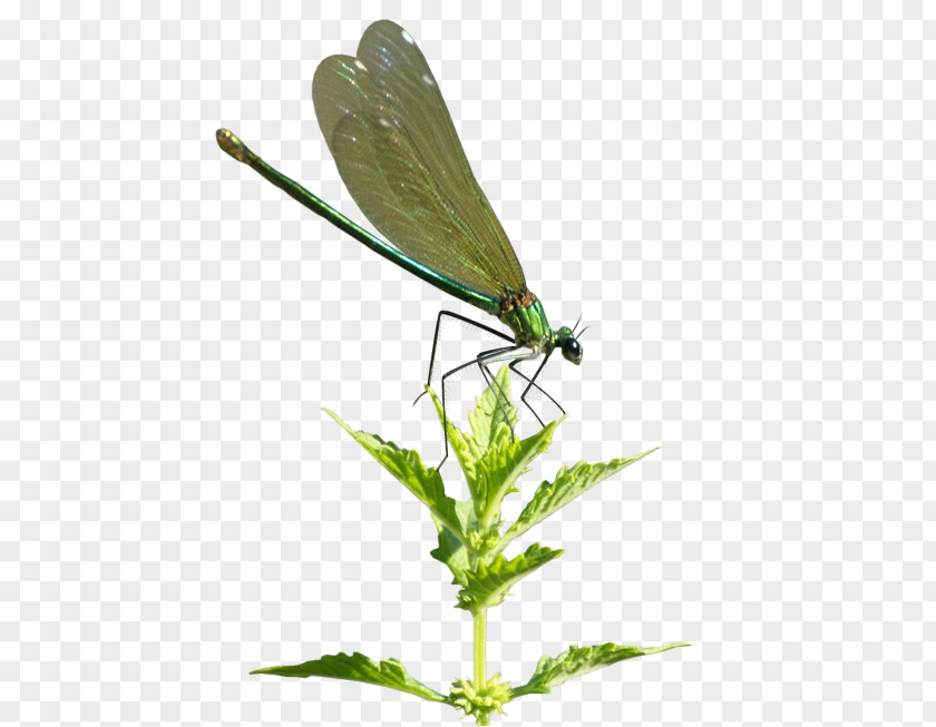 Insect Damselfly Dragonfly Bee Spider PNG