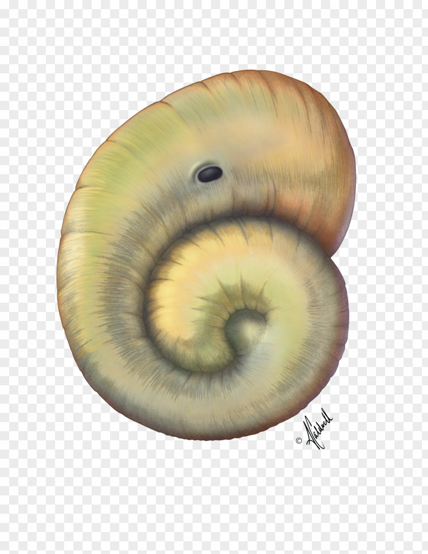 Snail Biology Gastropods Morphology Anatomy PNG