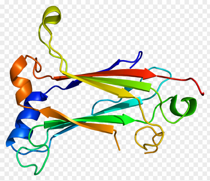 TRAF6 TNF Receptor Associated Factor Protein IRAK1 Ubiquitin Ligase PNG