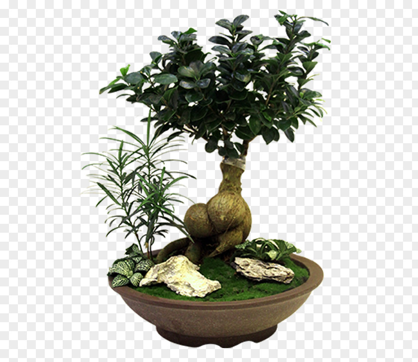 Exquisite Potted Plants PNG