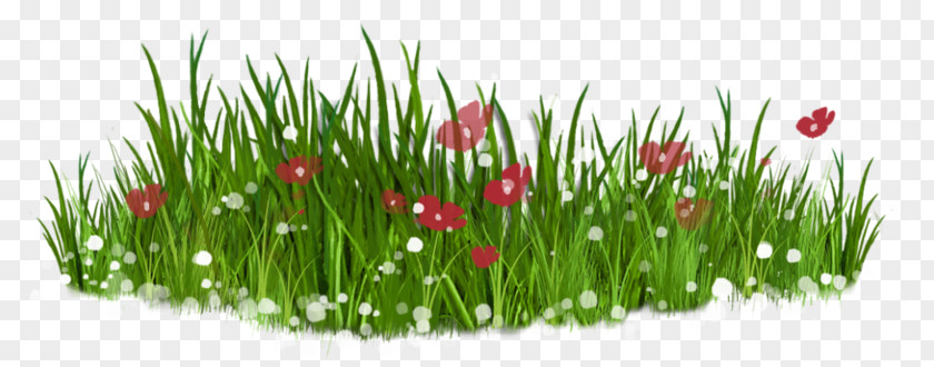 Green Grass Flower Lawn Clip Art PNG