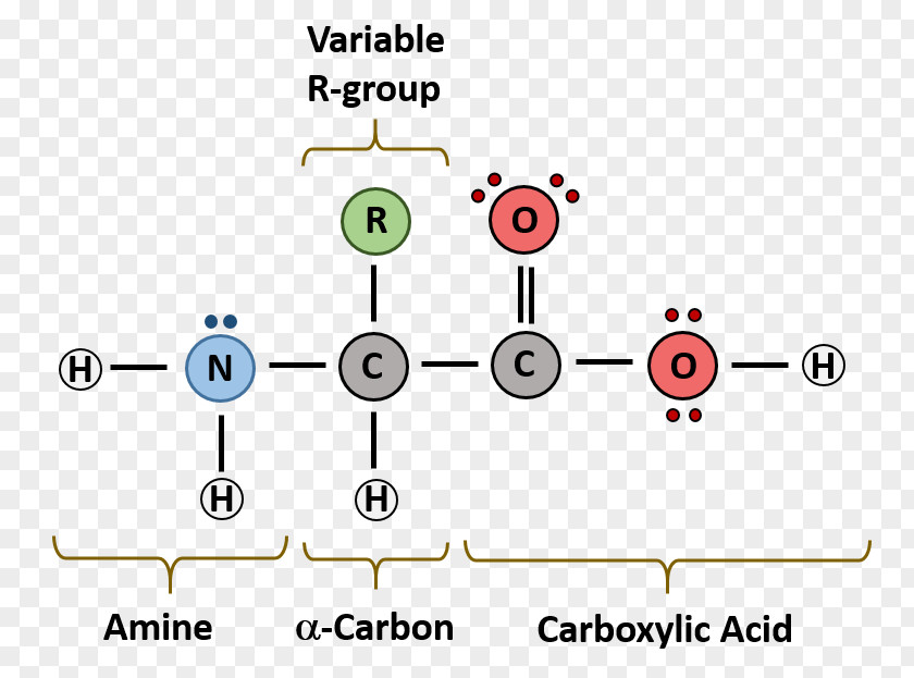 Journal Writing Format Example Macromolecule Monomer Diagram Nucleic Acid Biomolecule PNG