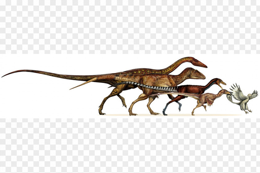 Long European Wind Border Tyrannosaurus Bird Velociraptor Evolution Of Dinosaurs PNG