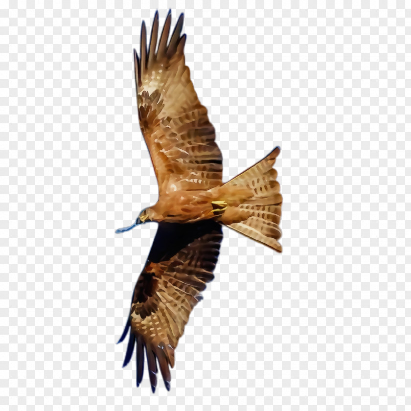 Northern Harrier Falcon Bird Of Prey Kite Hawk Eagle PNG