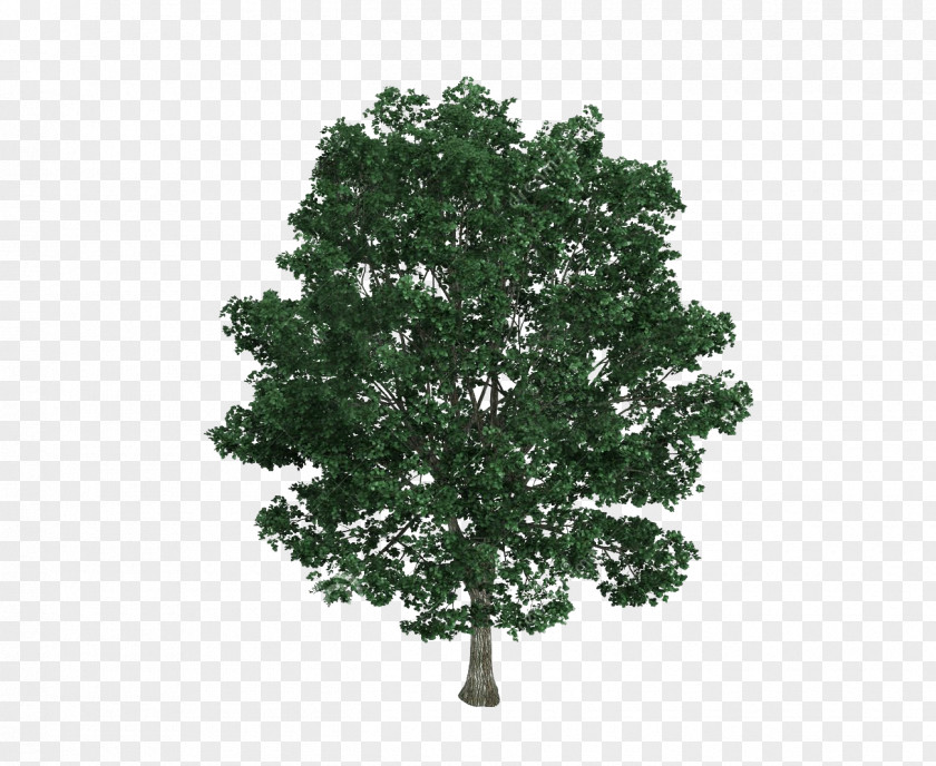 Bodhi Tree Material Tilia Platyphyllos Drawing Royalty-free Illustration PNG