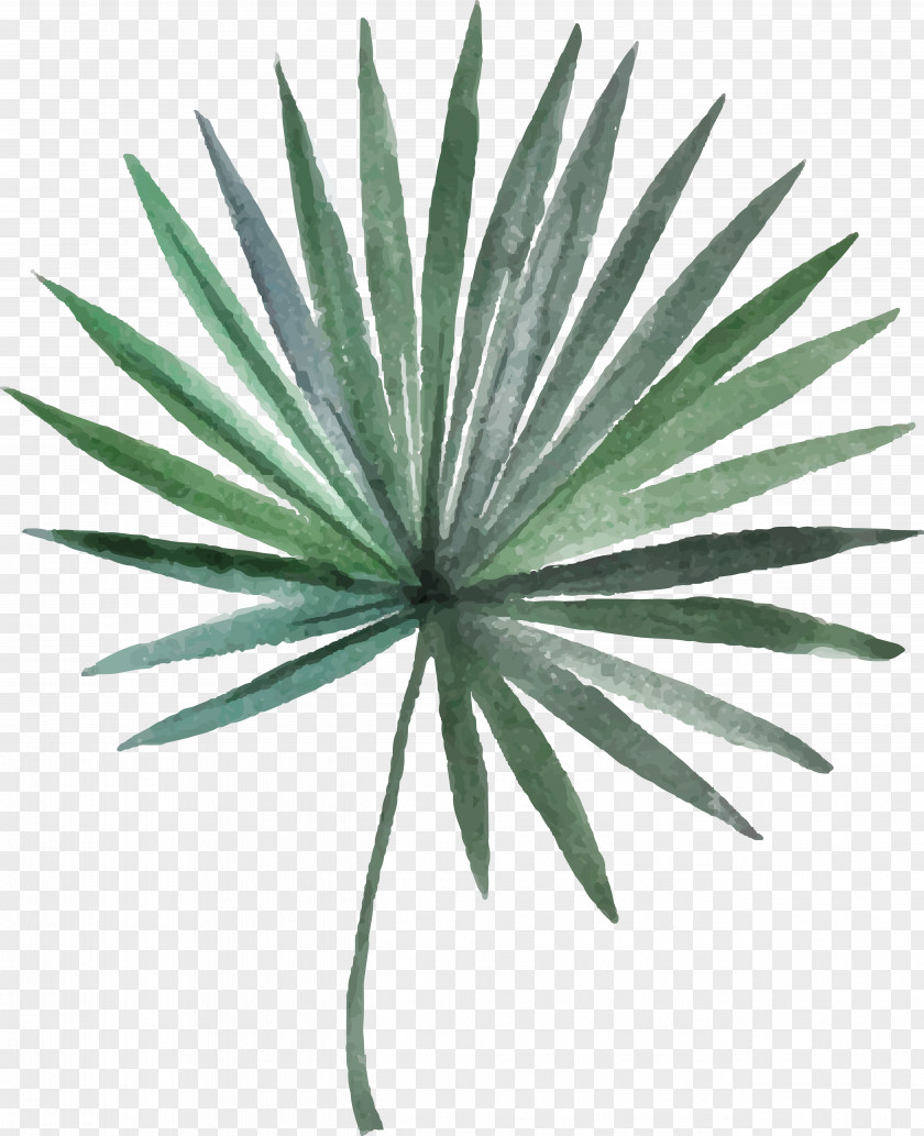 Green Needle Illustration Arecaceae Leaf Photography PNG