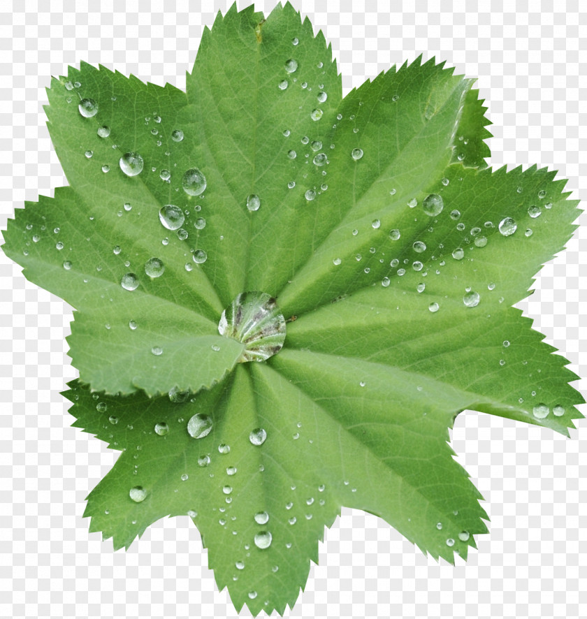 Leaf Green PNG