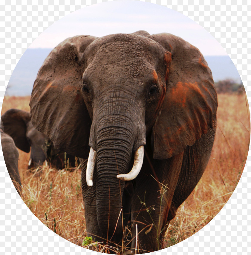 Space Environment Indian Elephant African Tusk Wildlife Safari PNG