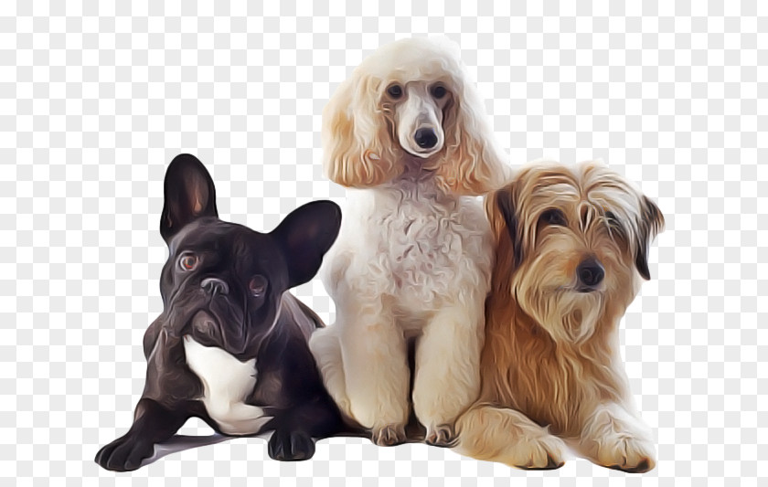 Sporting Group Spaniel Dog Breed Companion Puppy PNG