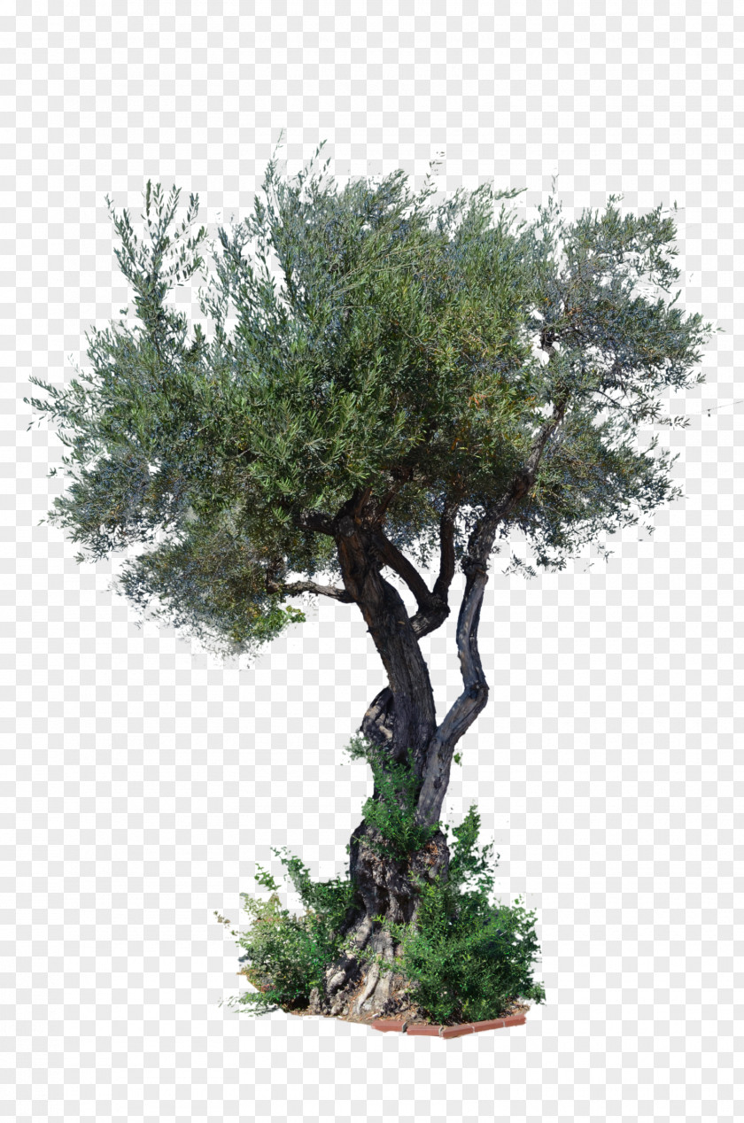 Tree Top View Stock Photography Art PNG