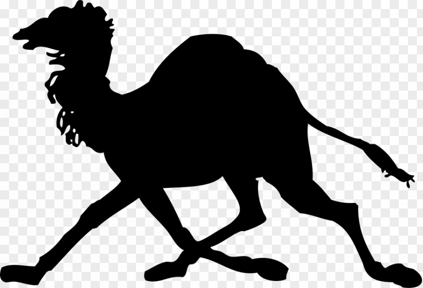 Camel Images Dromedary Silhouette Clip Art PNG