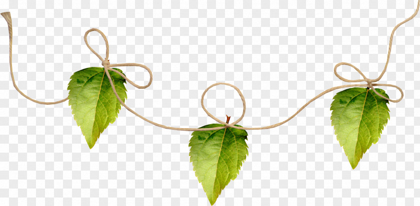 Necklace Leaf Flower Clip Art PNG