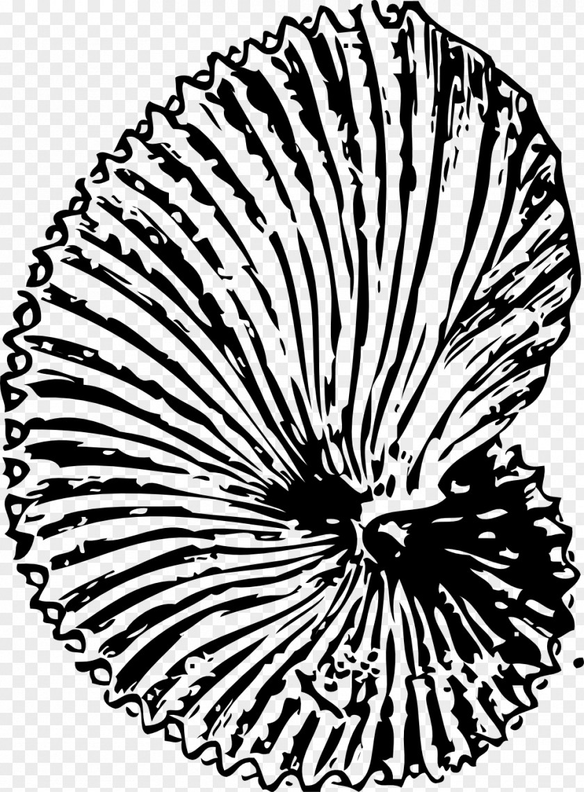 SHELL CLIPART Fossil Seashell Ammonites Coloring Book Clip Art PNG