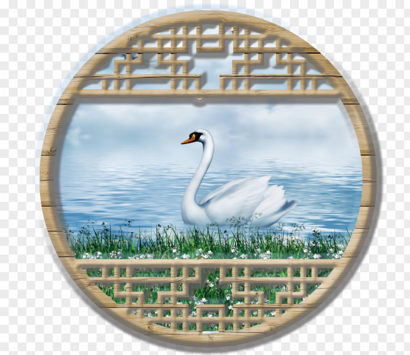 Water Swan Cygnini Download PNG