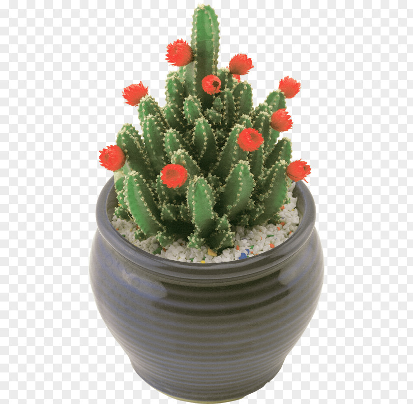 Cactus Prickly Pear Triangle Succulent Plant PNG