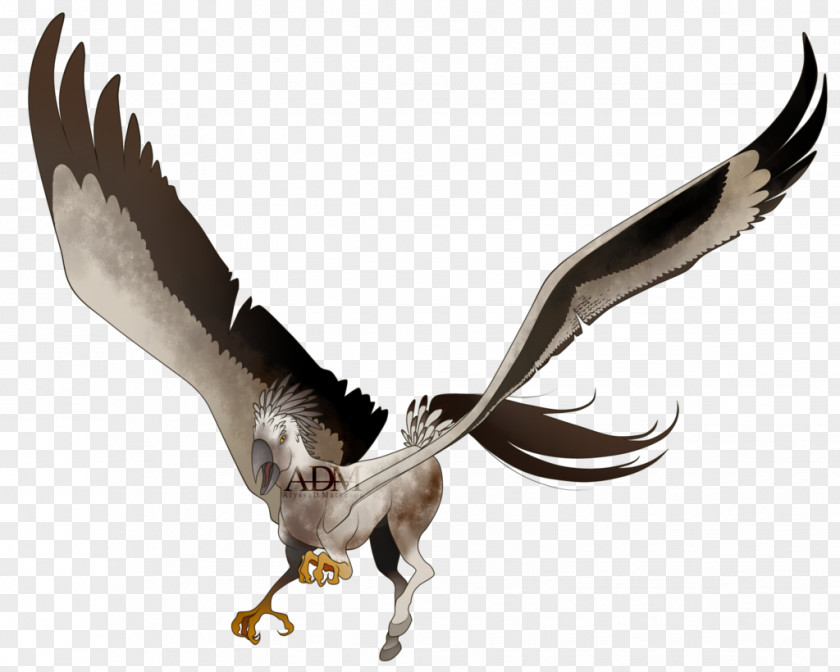 Eagle Vulture Fauna Beak Feather PNG