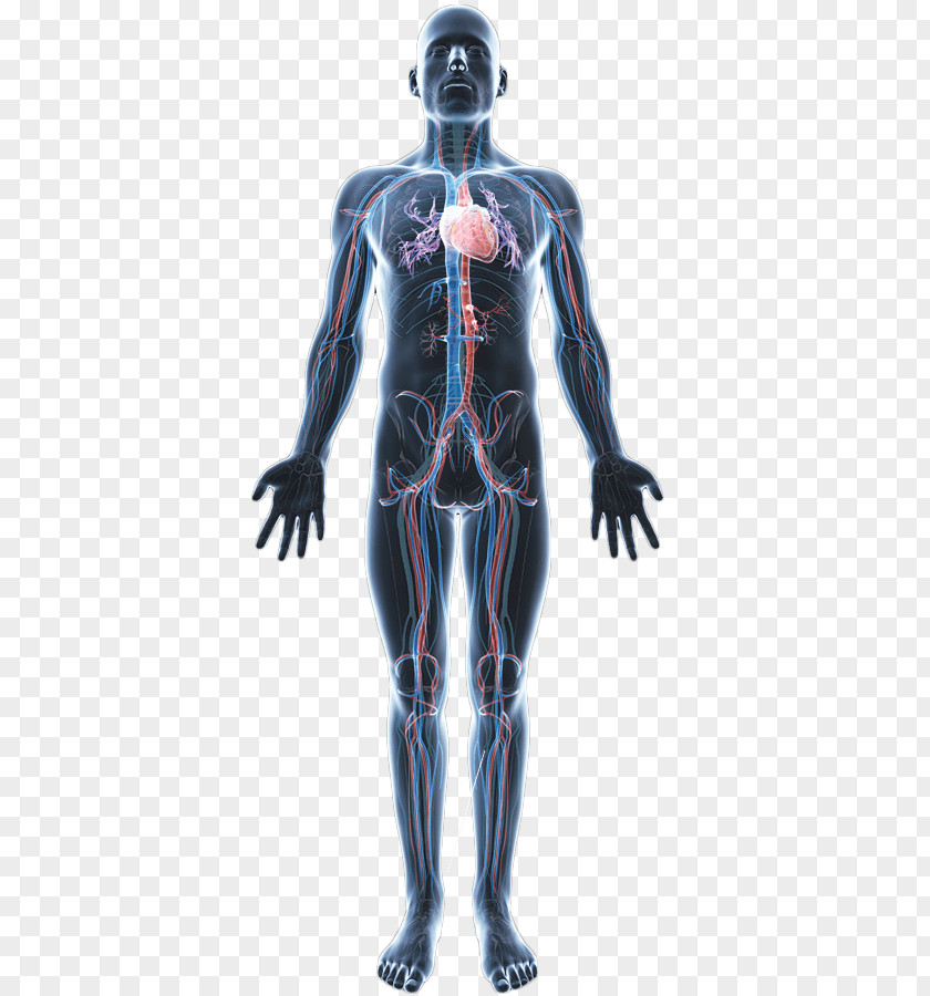 Human Muscle Body Anatomy Homo Sapiens Omega-3 Fatty Acid PNG