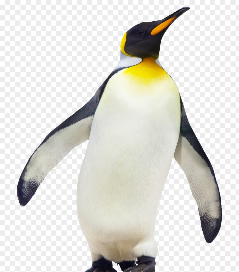 Penguin The Emperor Bird Gentoo PNG