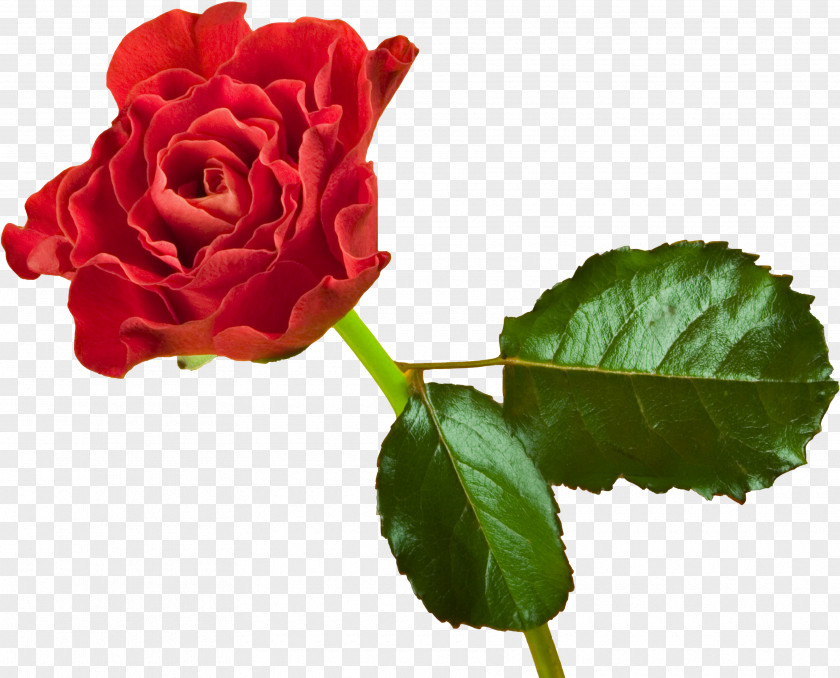 Rose Garden Roses Flower Desktop Wallpaper Laptop High-definition Television PNG