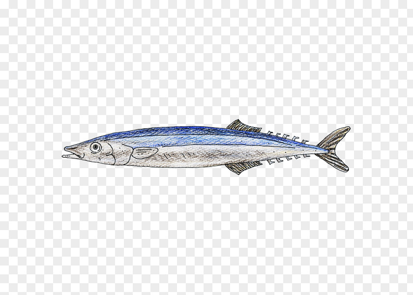 Sardine Pacific Saury Mackerel Oily Fish Sauries PNG