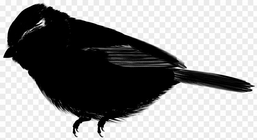 Beak Feather PNG