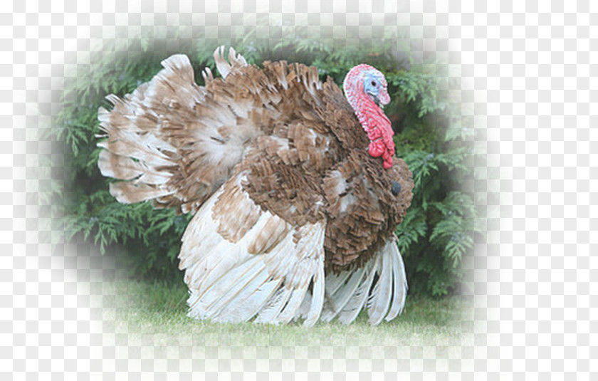 Dindon Rouge Des Ardennes Landfowl Domesticated Turkey Pin PNG