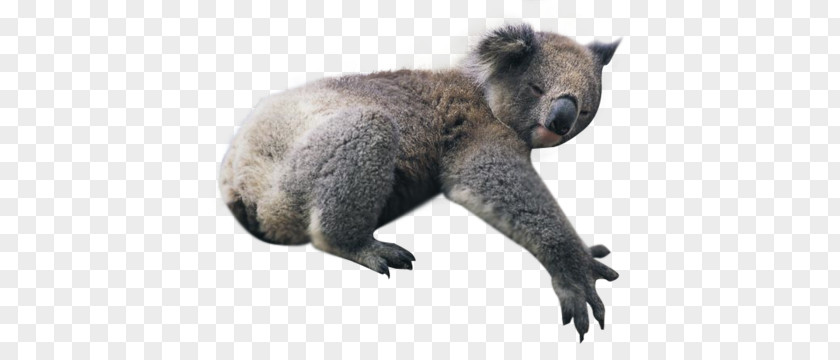 Koala PNG clipart PNG