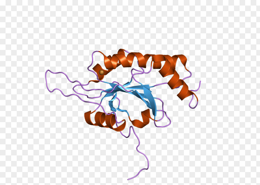 SCO1 SCO2 Protein Organism Clip Art PNG