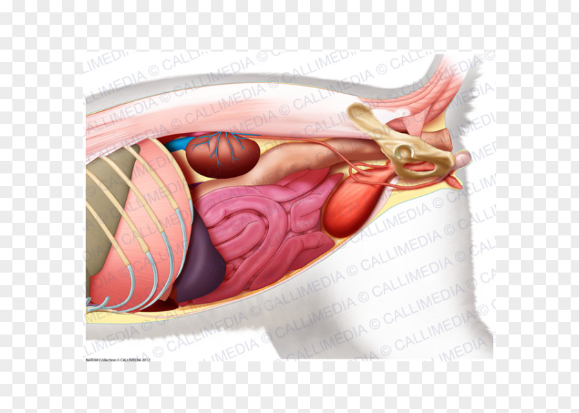 Abdomen Organ Human Body Anatomy Pelvis PNG body Pelvis, abdomen anatomy clipart PNG