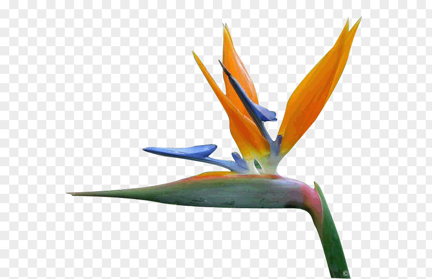 Bird Of Paradise Flower Petal Bird-of-paradise PNG