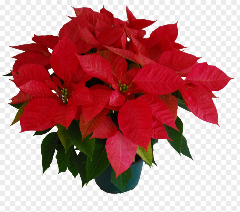 Color Light Poinsettia Cut Flowers Petal Floral Design PNG