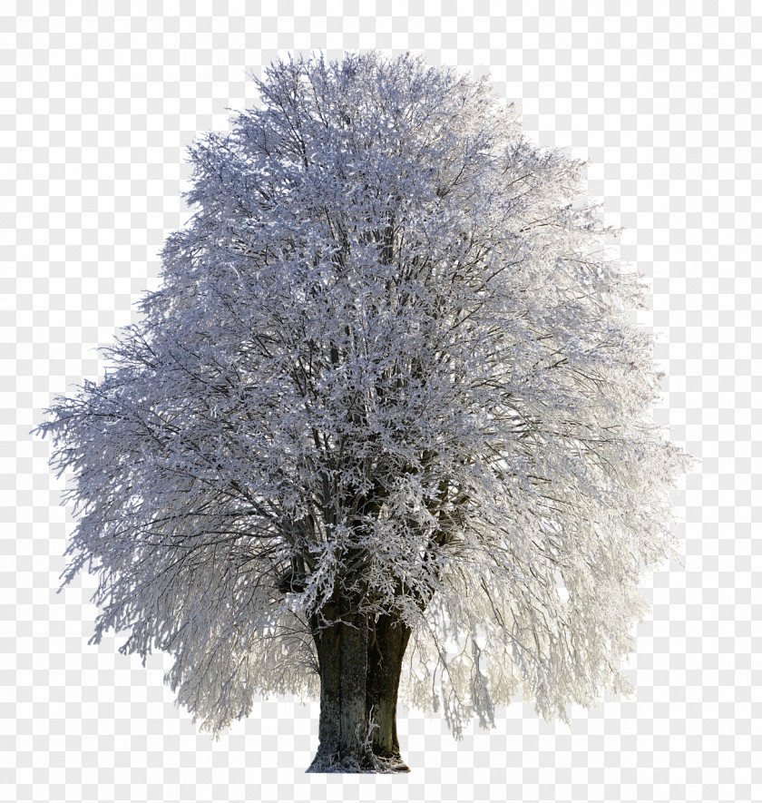 Fir-tree Tree Snow Desktop Wallpaper Frost PNG