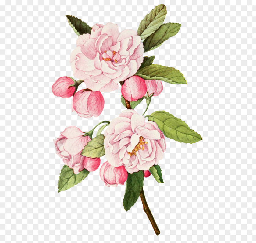 Flower Cabbage Rose Garden Roses Botanical Illustration Botany PNG